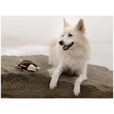 Plys Skildpadde med piv lyd - 24 cm