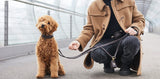 Premium Læder hundesnor Beige