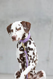 Premium Læder hundesnor Beige