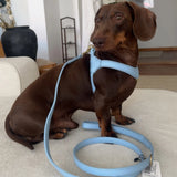 William Walker Step-in-hundesele i læder
