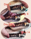 Ultraslyds Tandbørste  til din Hund