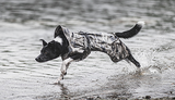 PAIKKA RECOVERY REGNFRAKKE Hund, CAMO